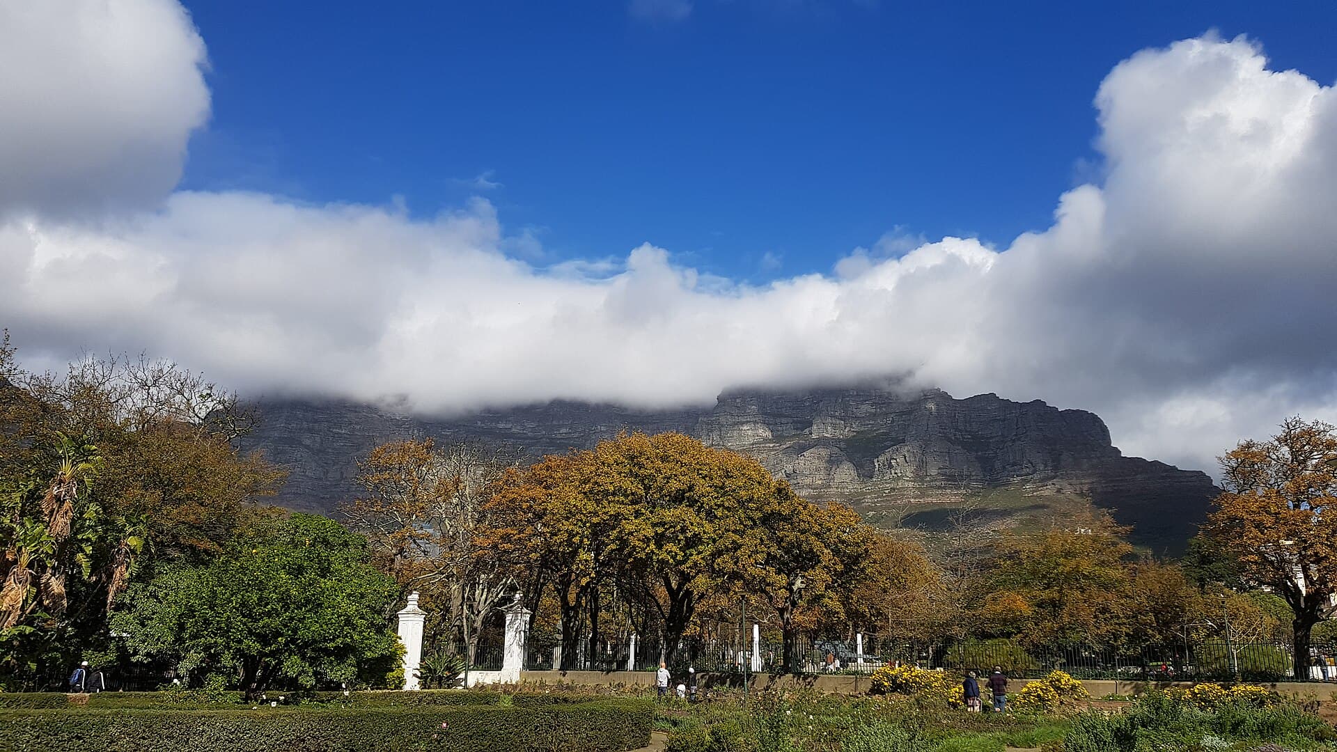 Tafelberg met wolken boven de bomen van Company’s Garden in Kaapstad