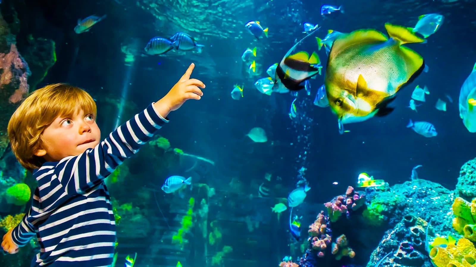 Rondreis Ruhr & Rijn: Oberhausen en Keulen, met SEA LIFE, LEGOLAND Discovery en Aqualand foto 3